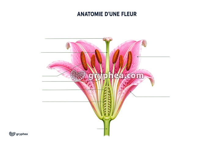 Anatomie d'une fleur - planche à légender - gryphea.com